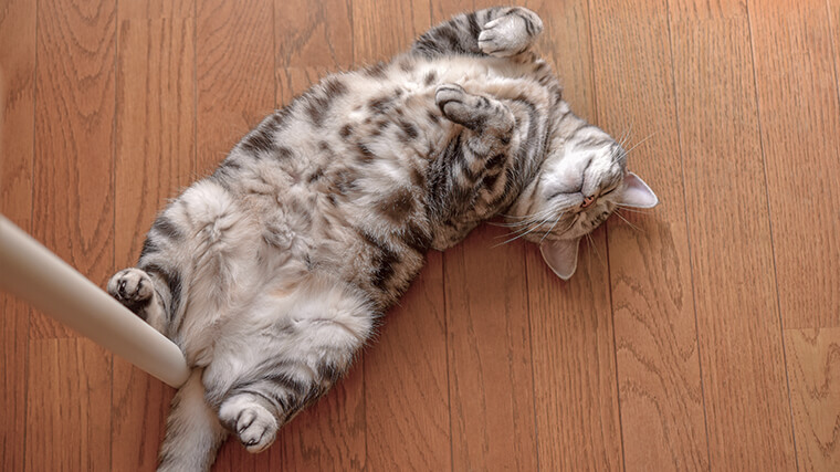 床暖房の床に寝転ぶ猫